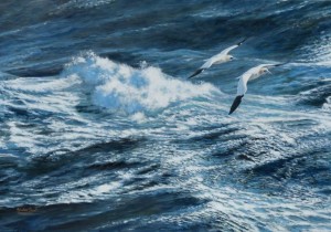 gannets over the Surf, Alastair Proud