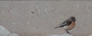Karl Taylor - Fossil Gallery