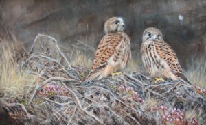 Alastair Proud 'Into the world, Young Kestrels'