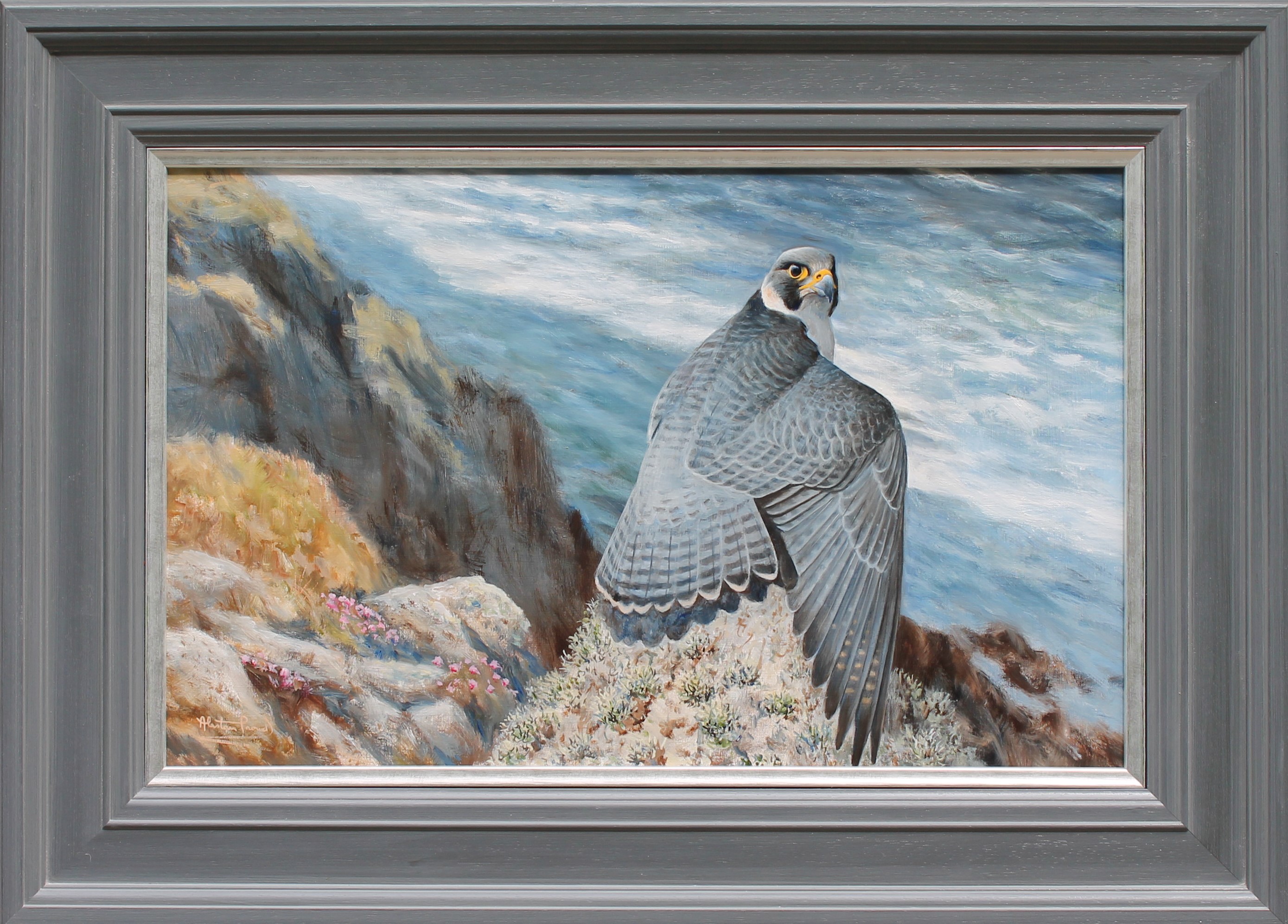 Alastair Proud ' Sun on blue Wings, Peregrine Tiercel' - framed