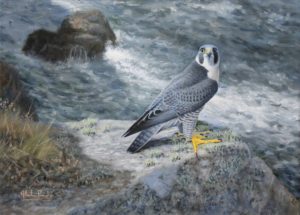 Alastair Proud - Pembrokeshire Coast peregrine