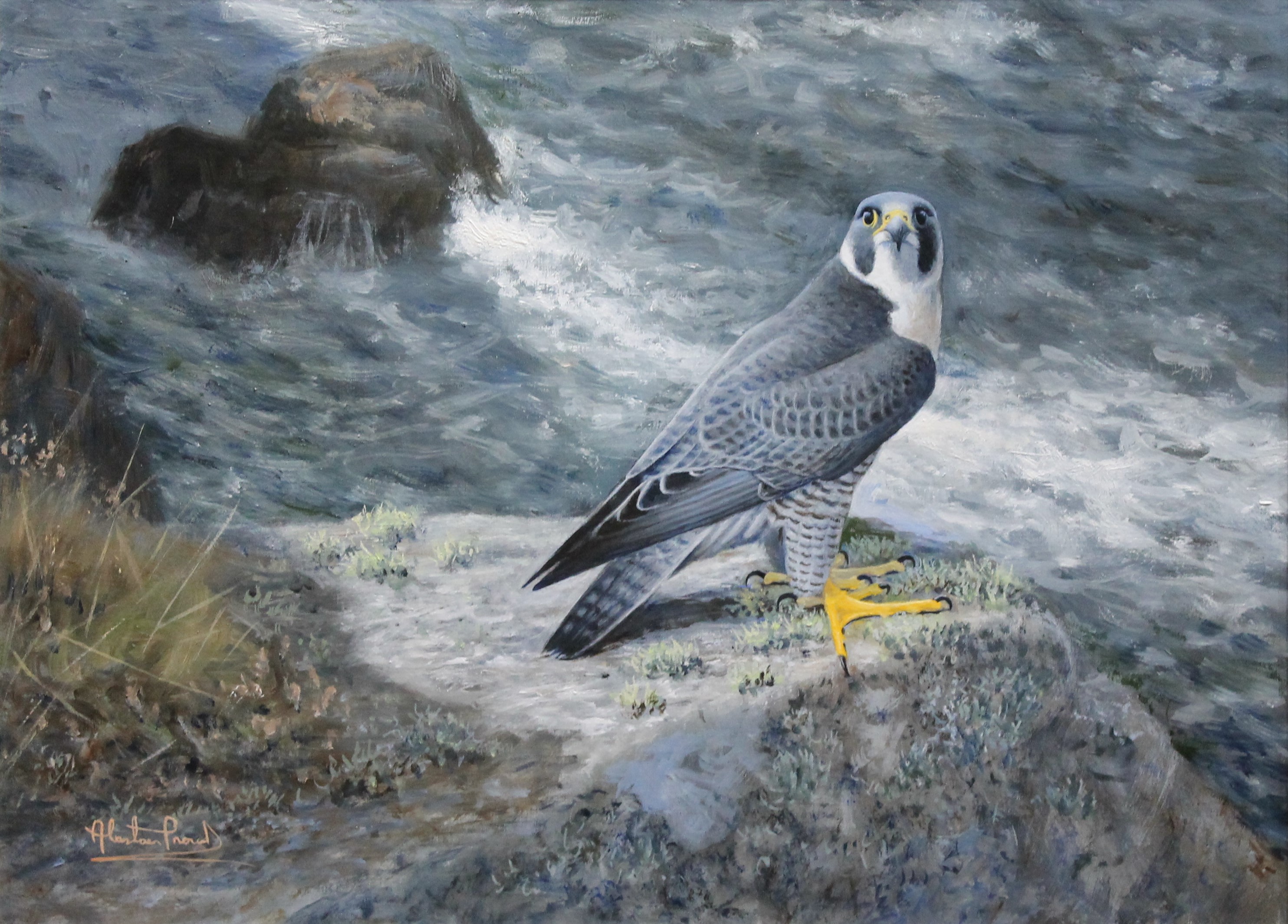 Alastair Proud - Pembrokeshire Coast peregrine