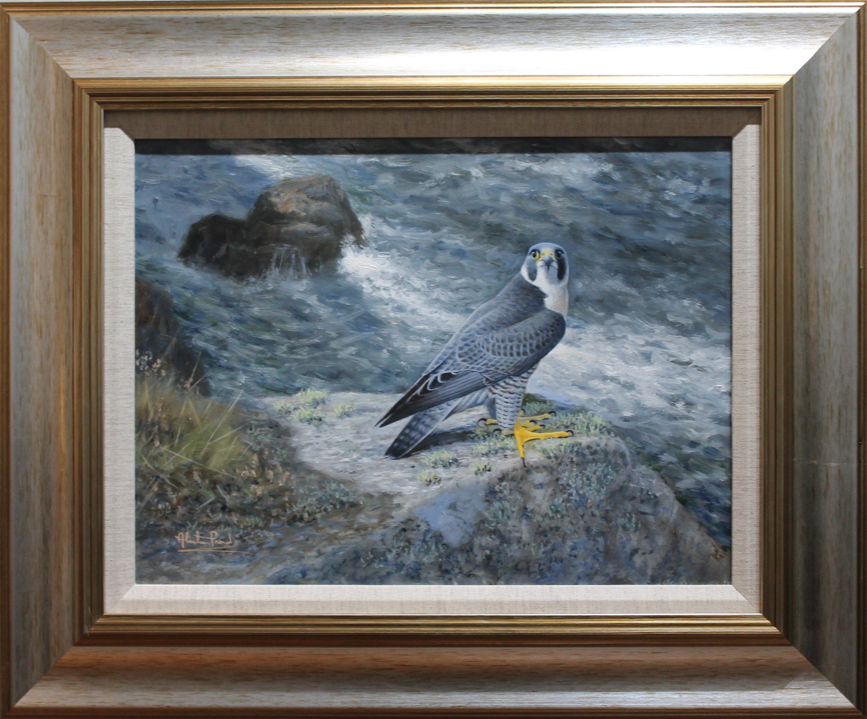 Alastair Proud - Pembrokeshire Coast peregrine - framed
