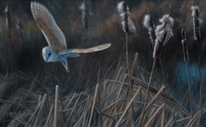 Alastair Proud - Ghostly hunter of the salt marsh- Barn owl